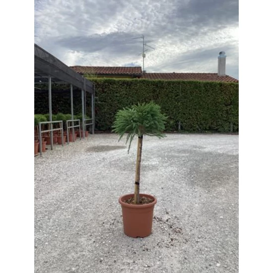 Törpe japán szugifenyő  CRYPTOMERIA JAPONICA GLOBOSA NANA T1/4 K9