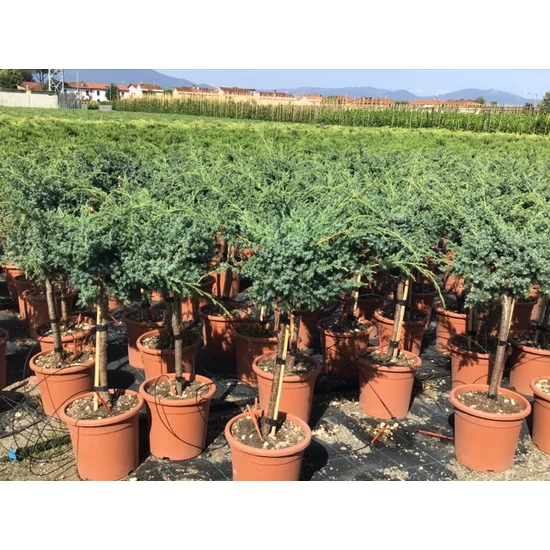 Kék kínai boróka  JUNIPERUS CHINENSIS BLUE ALPS T1/4 K9