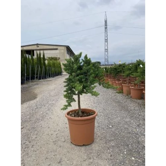 Fövenyboróka    JUNIPERUS CONFERTA SCHLAGER T1/4 K9
