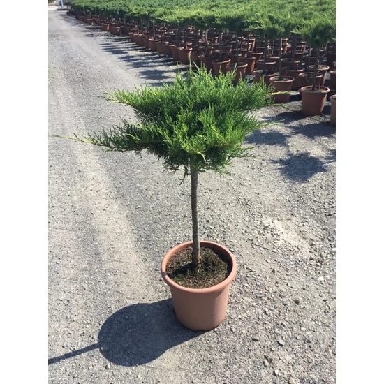 Arany terülő boróka JUNIPERUS MEDIA OLD GOLD T1/4 K9
