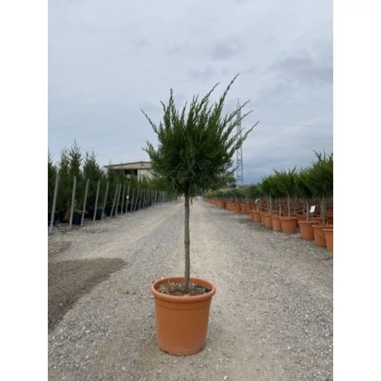 Terülő borókaJUNIPERUS MEDIA MINT JULEP T1/4 K9