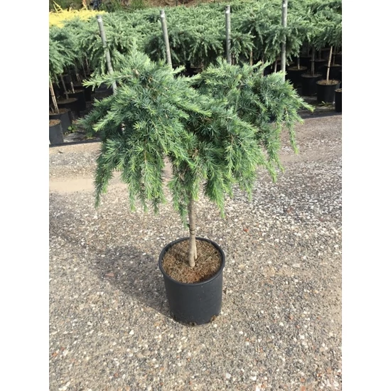 Kék terülő himalájai cédrus CEDRUS DEODARA FEELIN BLUE T1/4 K9