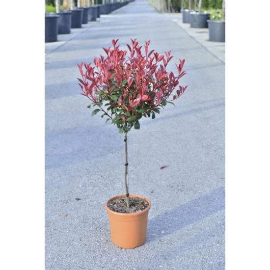 Örökzöld korallberkenye   PHOTINIA X FRASERI CARRE ROUGE T1/4 K9