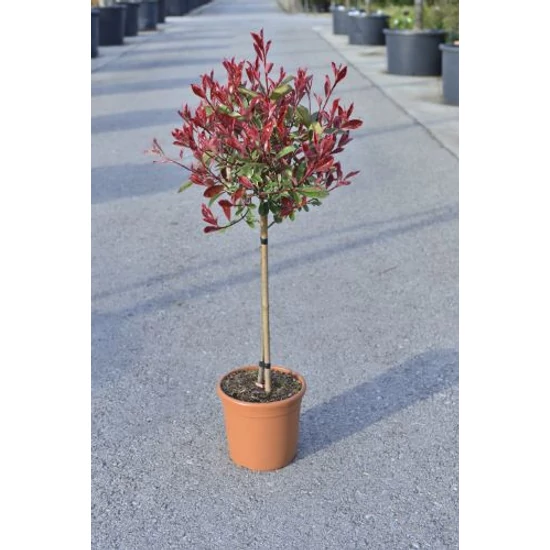 Örökzöld korallberkenye PHOTINIA FRASERI PINK MARBLE T1/4 K9