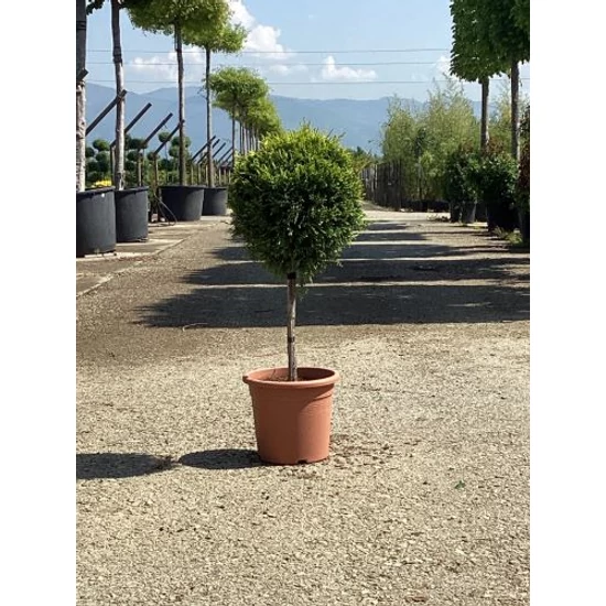 Arany lombú leyland ciprus CUPRESSOCYPARIS LEYLANDII CASTLEWELLAN GOLD T1/4 K9