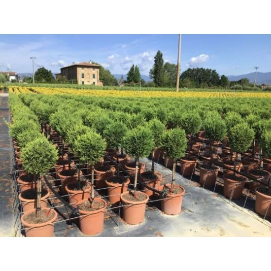 Leyland ciprus   CUPRESSOCYPARIS LEYLANDII PYRAMIDALIS T1/4 K9