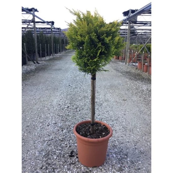 Arany lombú leyland ciprus CUPRESSOCYPARIS LEYLANDII GOLD RIDER T1/4 K9