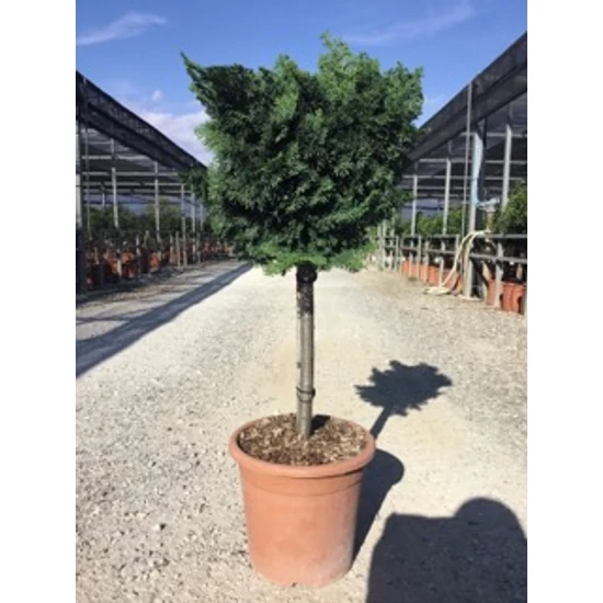 Hinoki hamisciprus   CHAMAECYPARIS OBTUSA NANA GRACILIS T1/4 K9