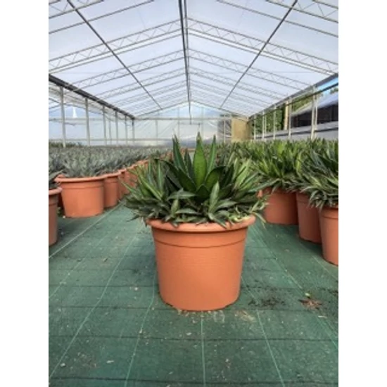 AgávéAGAVE LOPHANTHA SPLENDIDA K12