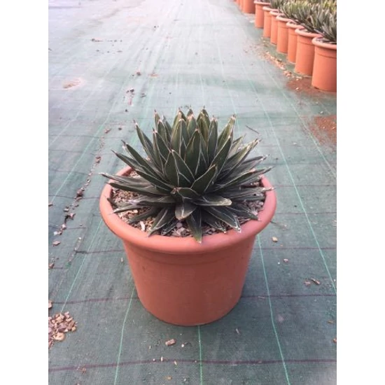 AgávéAGAVE VICTORIAE REGINAE K12