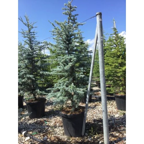Kék atlasz cédrus CEDRUS ATLANTICA GLAUCA 175/200 K35