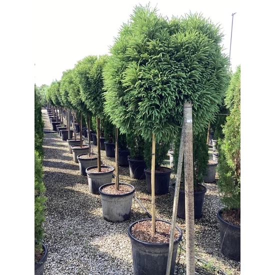 Törpe japán szugifenyő CRYPTOMERIA JAPONICA GLOBOSA NANA T120/140 K55