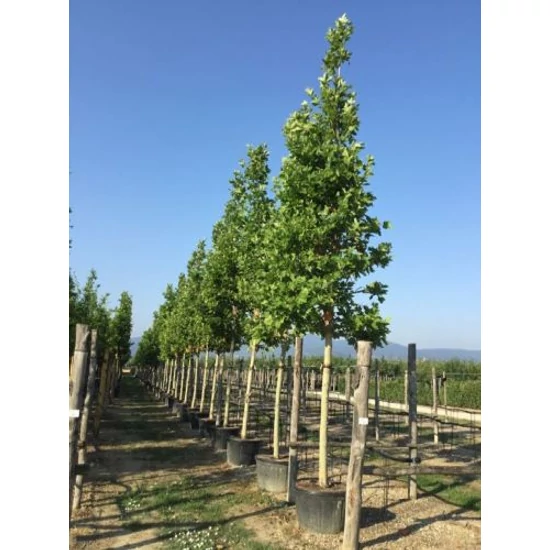 Juharlevelű platán   PLATANUS ACERIFOLIA T200 30/35 K230