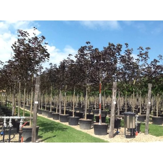 Vöröslevelű korai juhar  ACER PLATANOIDES FAASEEN'S BLACK T200 20/25 K180