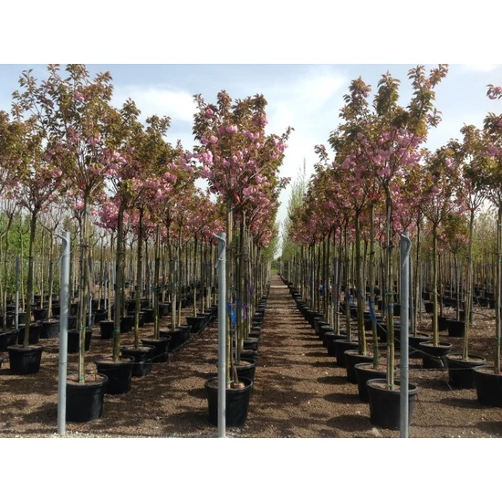 Japán díszcseresznye   PRUNUS SERRULATA KANZAN T130 18/20 K130