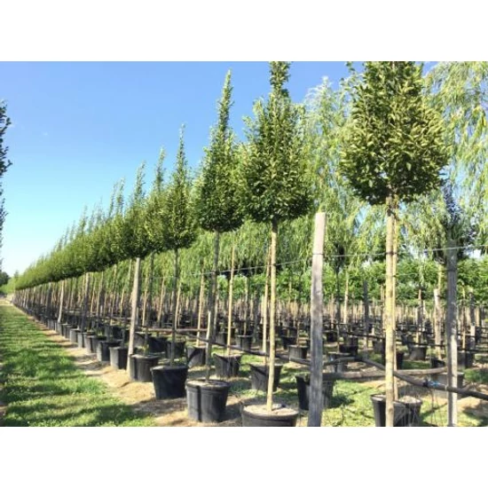 Oszlopos gyertyán   CARPINUS BETULUS FASTIGIATA T200 18/20 K130