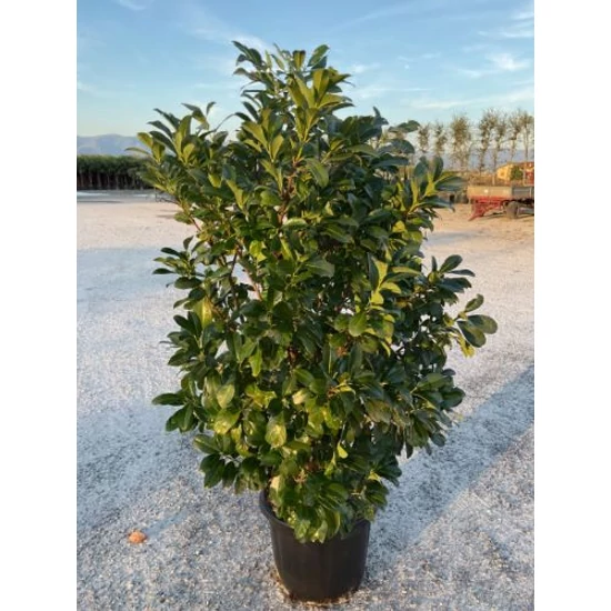 Közönséges babérmeggy   PRUNUS LAUROCERASUS ETNA 150/+ K35
