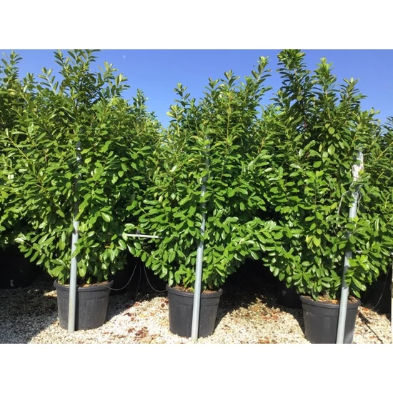 Közönséges babérmeggy   PRUNUS LAUROCERASUS NOVITA 250/300 K90