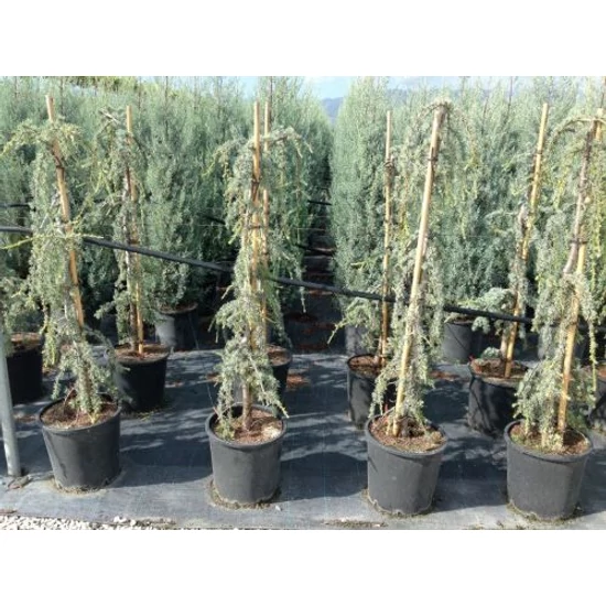 Kék csüngő atlasz cédrus CEDRUS ATLANTICA GLAUCA PENDULA 125/150 K18