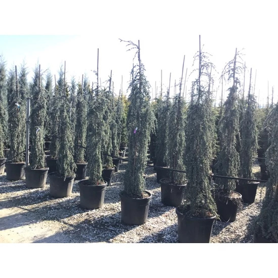 Libanoni cédrus   CEDRUS LIBANI BLUE FONTAIN 200/250 K55