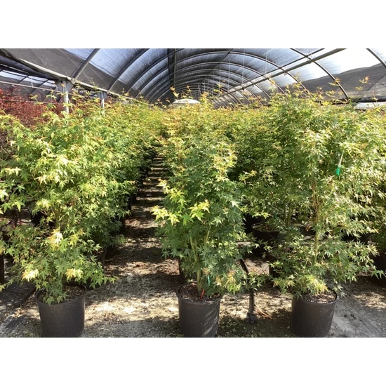 Japán juhar ACER PALMATUM 125/150 K18