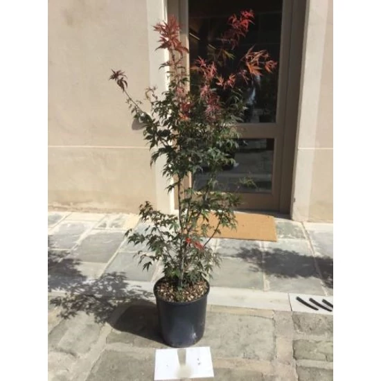 Japán juhar ACER PALMATUM ATROPURPUREUM K18  