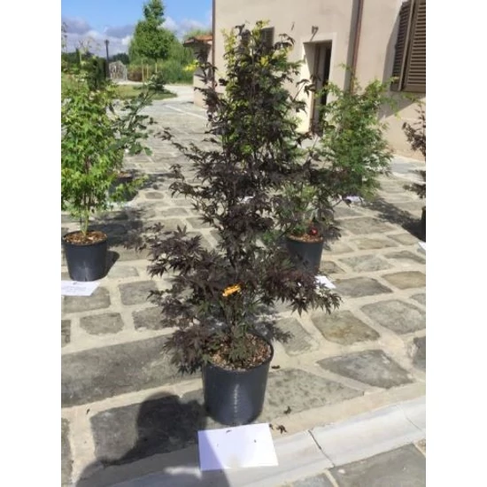 Japán juhar ACER PALMATUM BLOODGOOD 125/+ K18