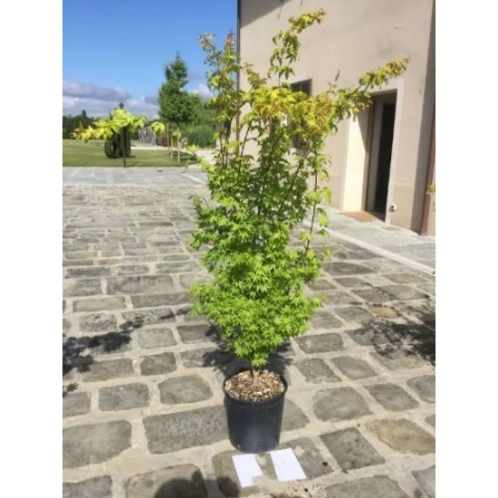 Japán juhar ACER PALMATUM SUMMERGOLD K18