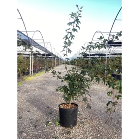 Japán juhar ACER PALMATUM K10