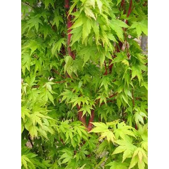 Japán juhar ACER PALMATUM AOYAGI K10