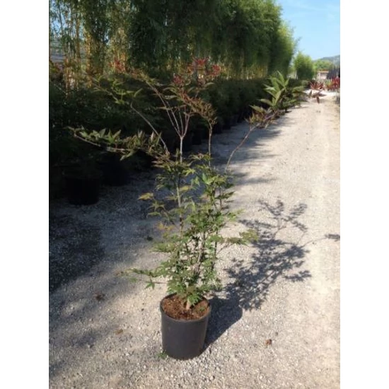 Japán juhar ACER PALMATUM ATROPURPUREUM K10