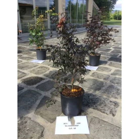 Japán juhar ACER PALMATUM BLOODGOOD K10