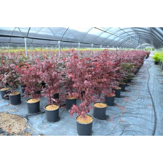 Japán juhar ACER PALMATUM FIREGLOW K10