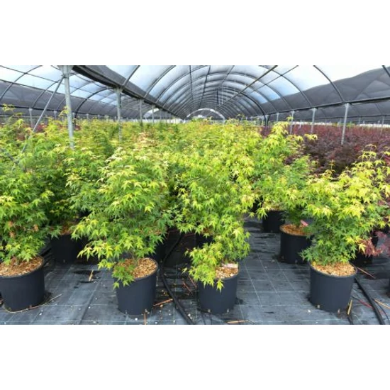 Japán juhar ACER PALMATUM KATSURA K10