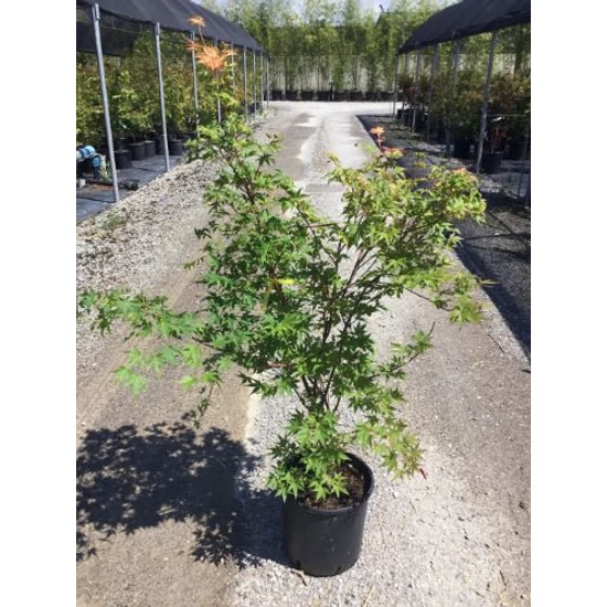 Japán juhar ACER PALMATUM SANGO KAKU K10