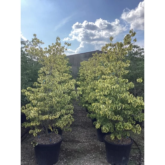Virágos som   CORNUS FLORIDA RAINBOW K90