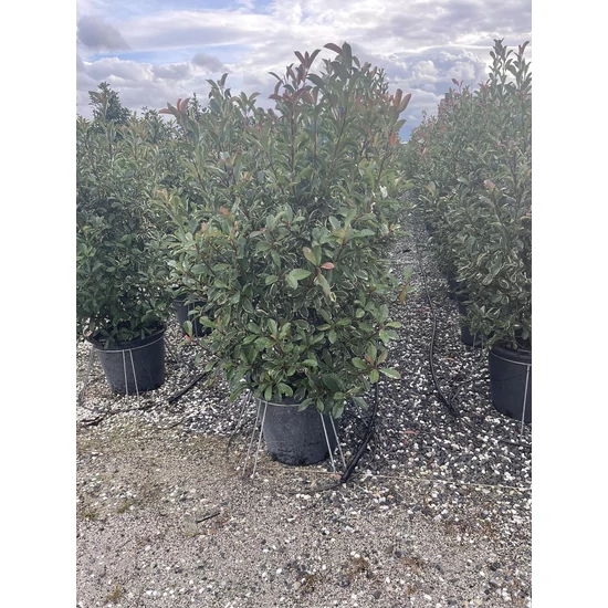 Örökzöld korallberkenyePHOTINIA FRASERI PINK MARBLE 175/200 K50/70