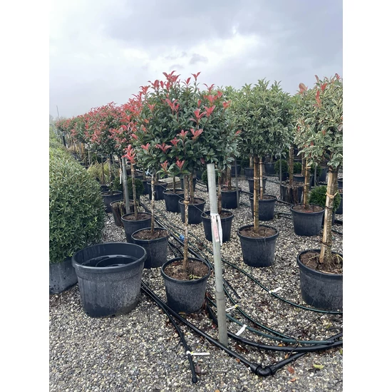 Örökzöld korallberkenye   PHOTINIA X FRASERI CARRE ROUGE T1/2 K35
