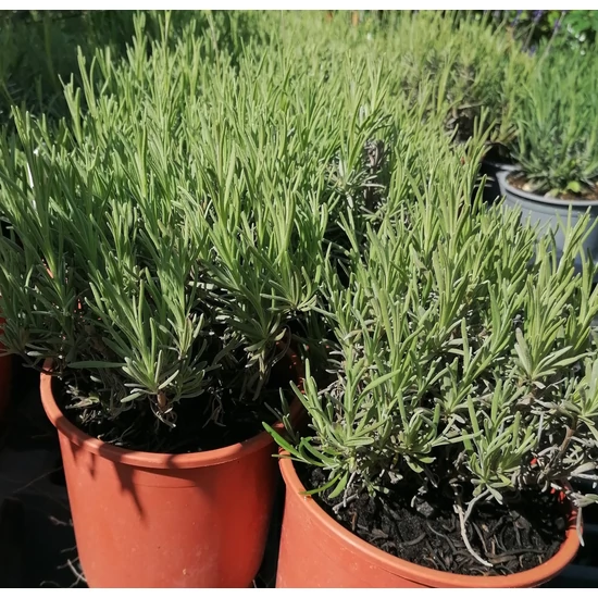 Levendula LAVANDULA INTERMEDIA EDELWEIS K1,5
