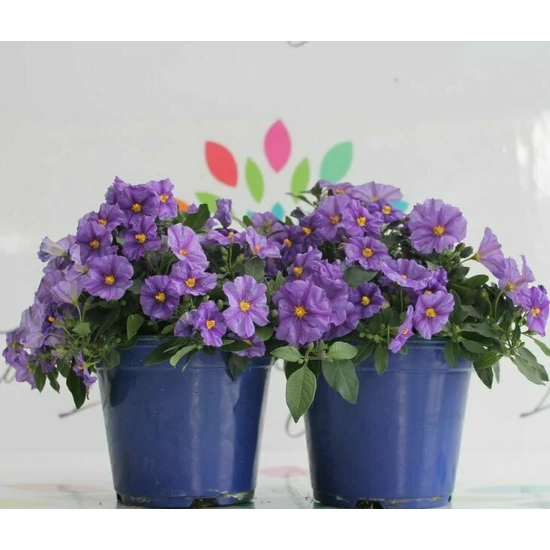 Enciánfa   SOLANUM RANTONETII K1,5