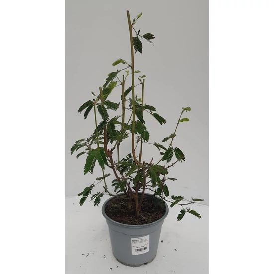 Mimósa MIMOSA PUDICA K1,5