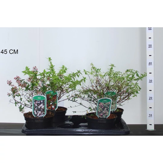 Nagyvirágú tárnicslonc   ABELIA GRANDIFLORA 25/30 K2