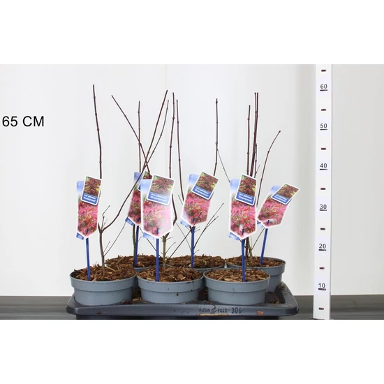 Japán juhar  ACER PALMATUM ATROPURPUREUM 30/40 CS17