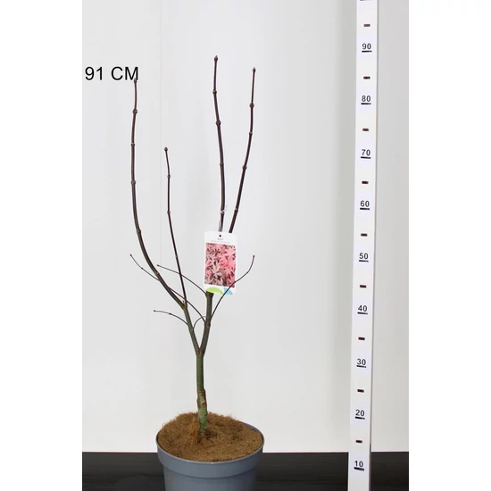 Japán juhar   ACER PALMATUM BLOODGOOD 50/60 K4