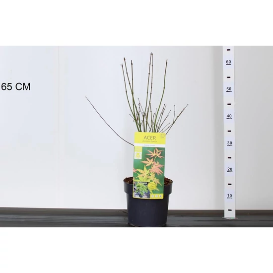 Japán juhar ACER PALMATUM ORANGE DREAM 40/50 K3