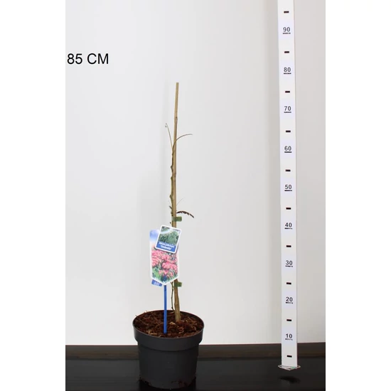 Selyemakác ALBIZIA JULIBRISSIN OMBRELLA 30/35 CS19