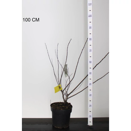 mézalmácskaAMELANCHIER LAMARCKII 60/80 K4,5