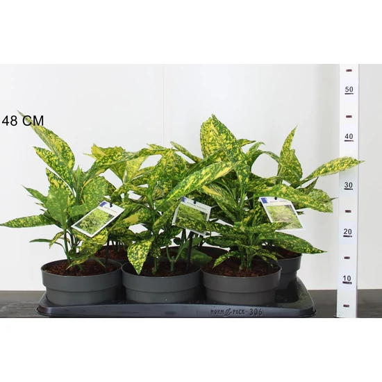 Márványos babérsom AUCUBA JAPONICA CROTONIFOLIA 20/30 CS17