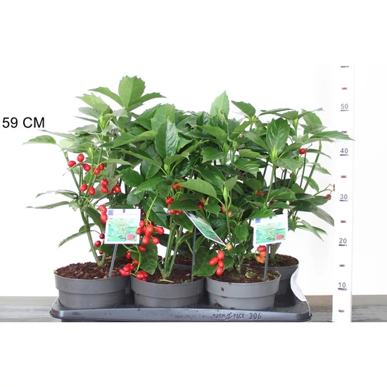 Japán babérsom   AUCUBA JAPONICA ROZANNIE 30/40 CS17