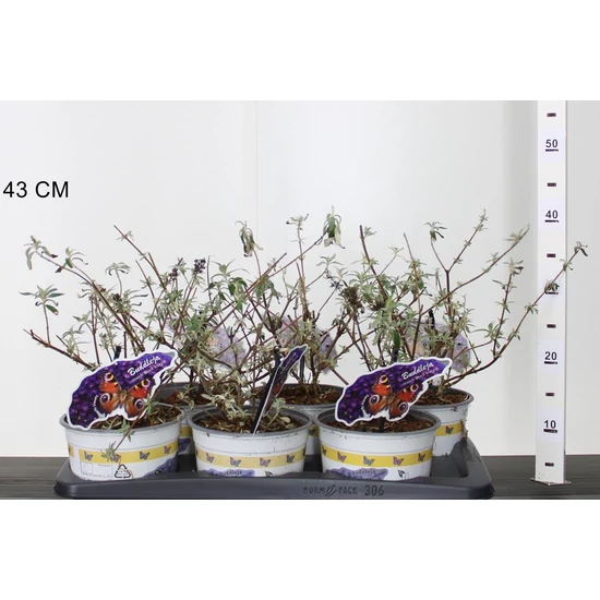 Nyári orgona BUDDLEJA DAVIDII BLACK KNIGHT 40/45 K2